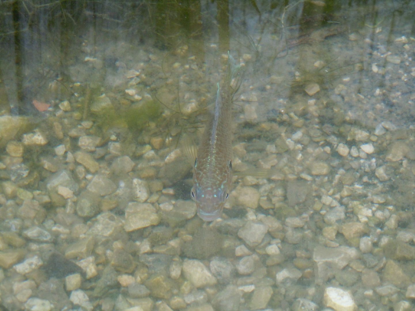 Pesce dal lago d''Averno